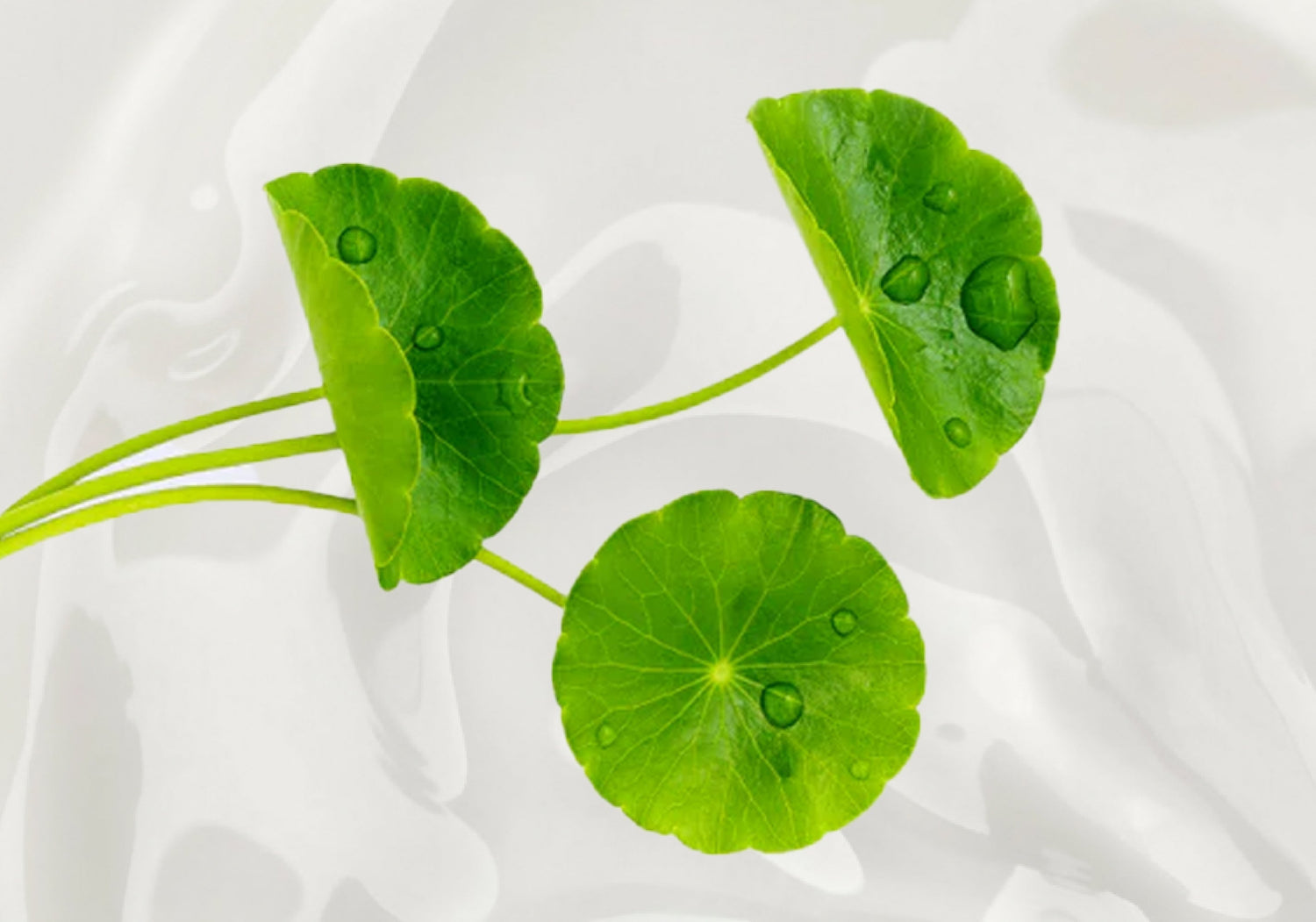 Meet K-Beauty’s Favourite Soothing Staple: Cica